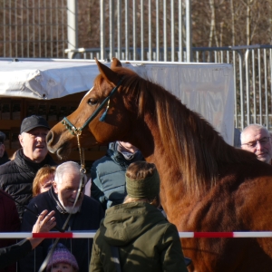 Pferdemarkt Geislingen an der Steige 