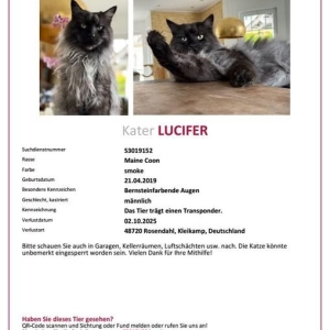 vermisste # Gefundene Tiere.)Bitte teilen was das Zeug hält! So wie es aussieht wurde mein Seelenkater am 19.10.25 einfach mitgenommen. ?Suchhunde haben angezeigt, dass jemand ihn Droste-Hülshoffweg/Ecke Kindergartenstte in 48720 Rosendahl/Osterwick mitg